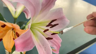 人工授粉—- 以百合花为例