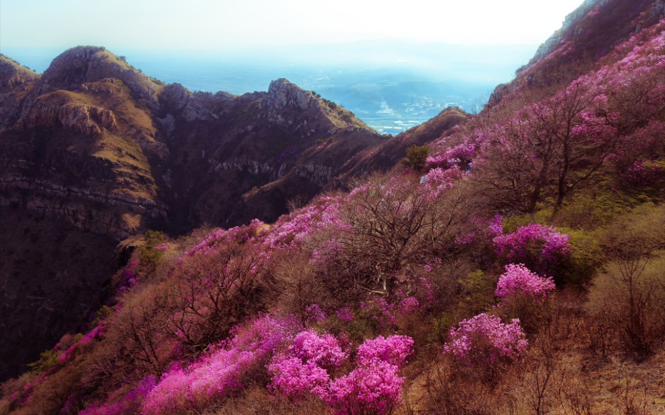 辽宁杜鹃花海图片