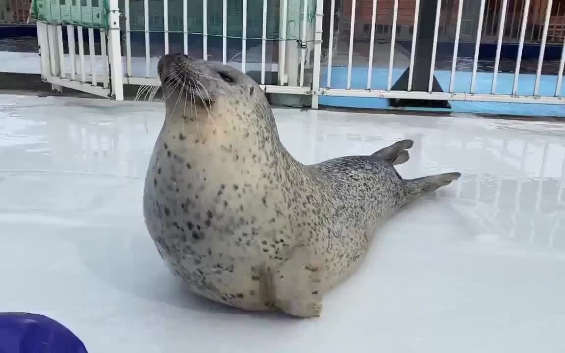 打击豹腹 今日份的豹你吸了吗