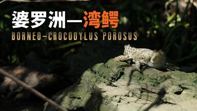 记录片《北极爆光》arctic.exposure.with.nigel.marven.EP1.new