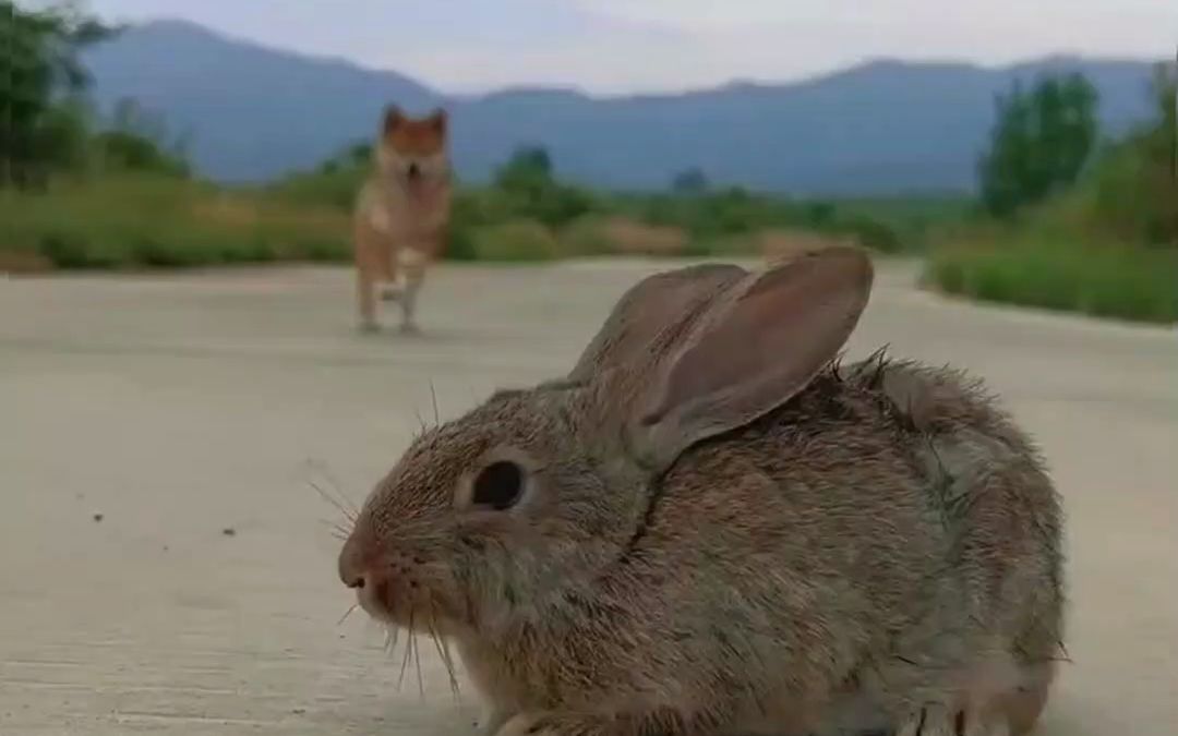 狗狗哄小兔子睡觉 萌宠 狗狗 金太阳原创