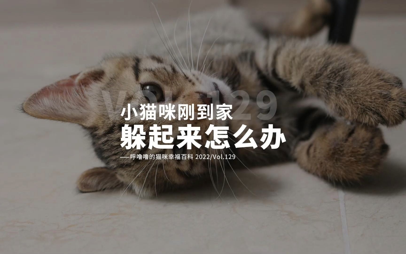 [图]如何让猫咪快速适应新家