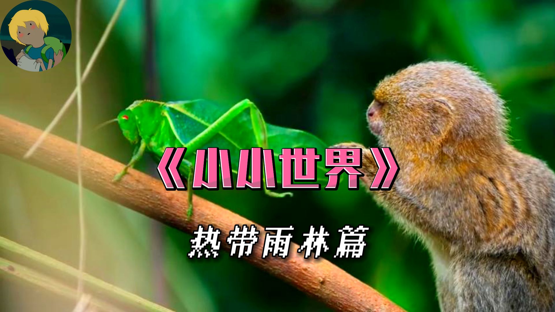 高质量纪录片《小小世界》:每一颗树都是无数神奇小动物的家.