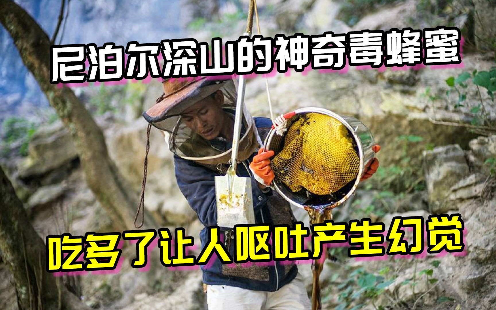 [图]尼泊尔深山的神奇毒蜂蜜，吃多了让人呕吐休克，产生幻觉