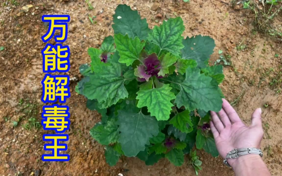 万能解毒王草药图片