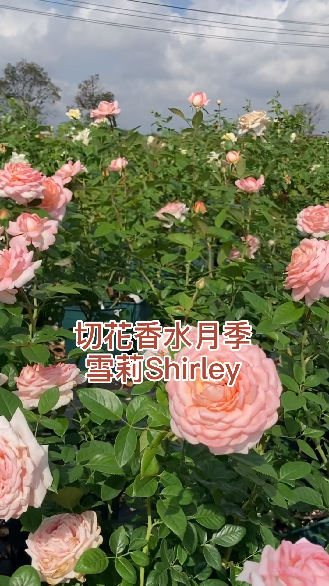 [图]切花香水月季，Shirley 雪莉有强烈