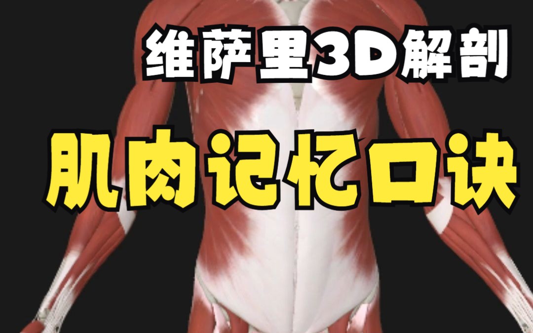 医学生必备:维萨里3D肌肉解剖记忆口诀哔哩哔哩bilibili