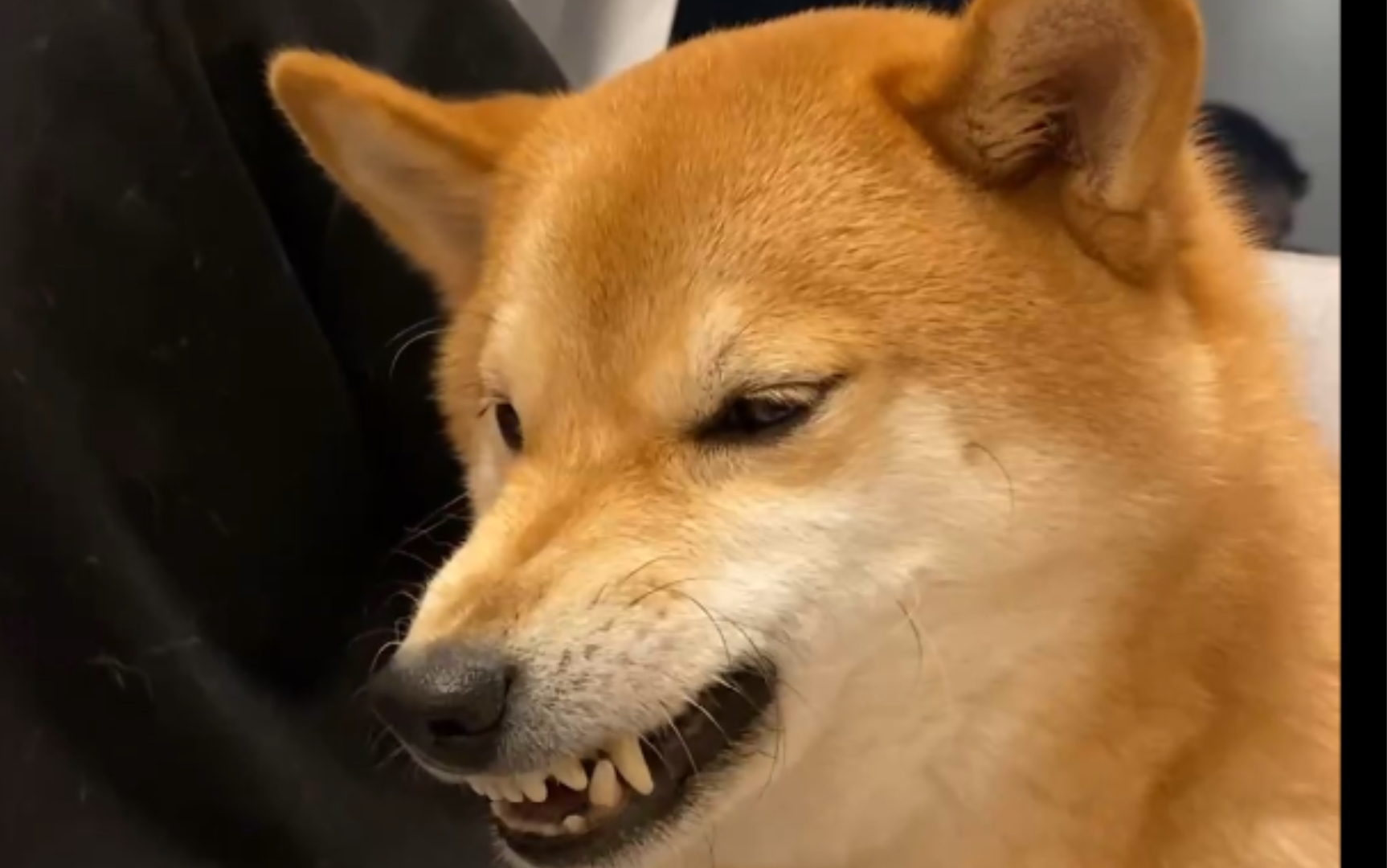 柴犬困困气到说人话!