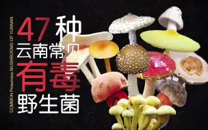 Tải video: 连云南人都甘拜下风的47种毒蘑菇，都是采蘑菇常见款，你见过几种？