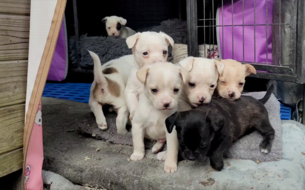 2个月法斗串找领养