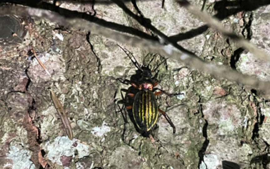 瑞士伯尔尼-野采大步甲