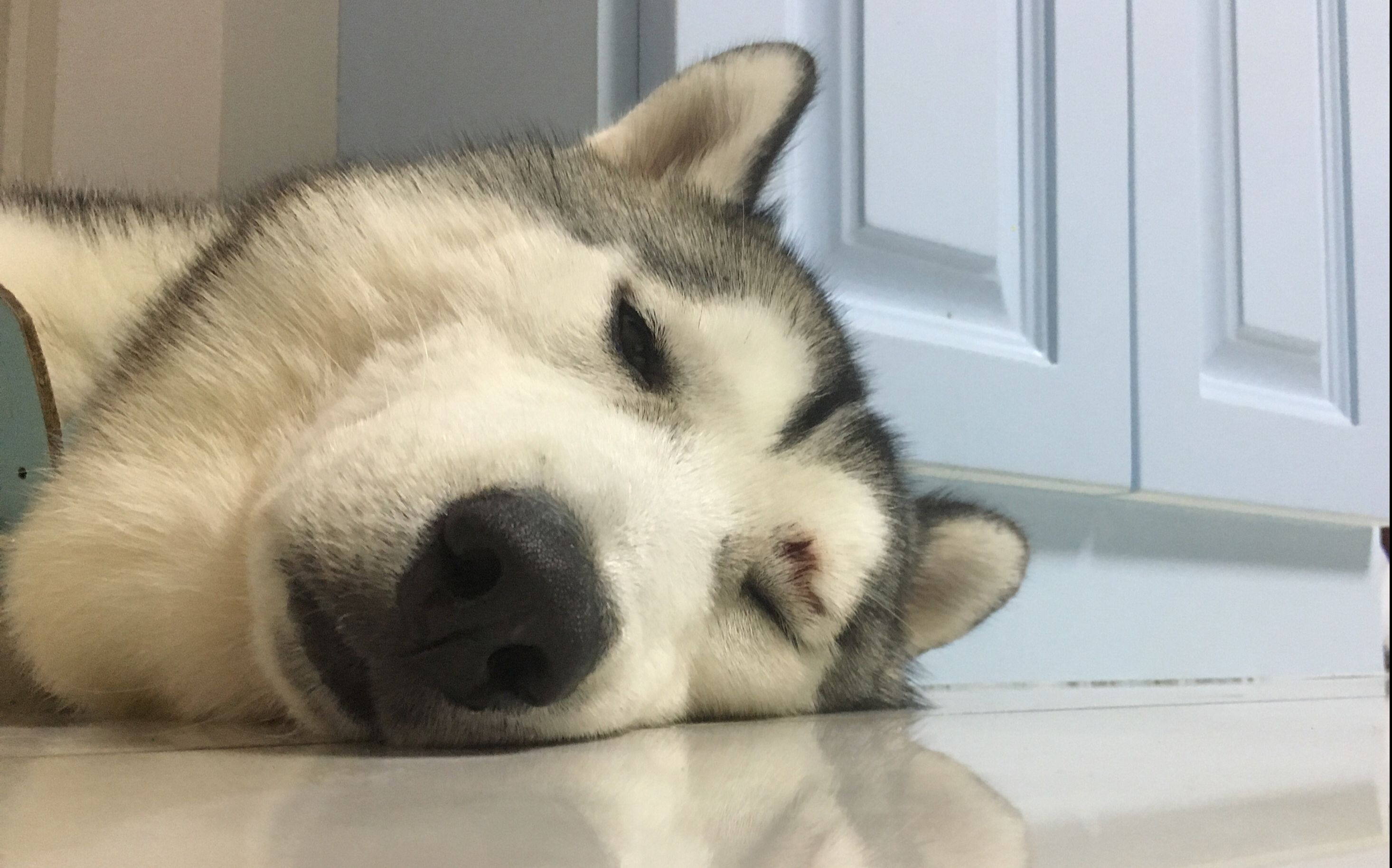 二哈clever史上最凶残二哈主人喂食手指遭啃咬