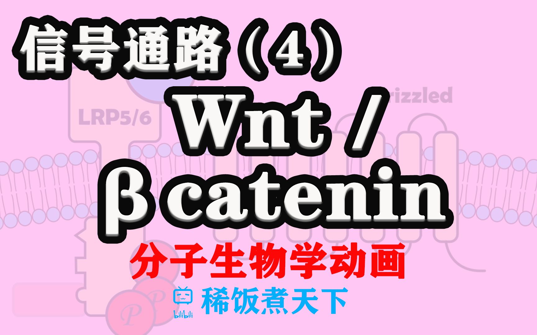 【分子生物学动画】Wnt/Šcatenin 信号通路(4)哔哩哔哩bilibili