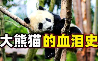 熊猫家族 搜索结果 哔哩哔哩 Bilibili