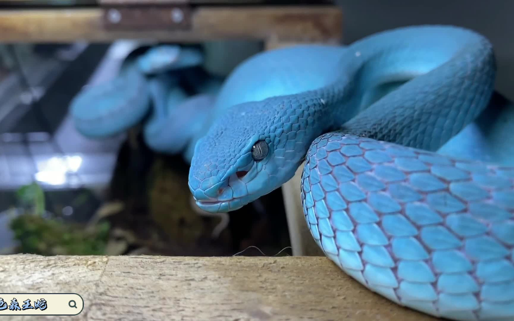 活动作品蓝色森王蛇世间罕见象征高贵