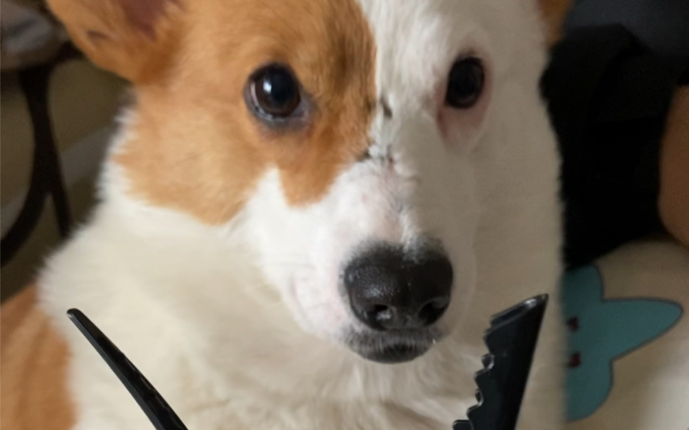 【海盗脸柯基】夹住这只小狗!