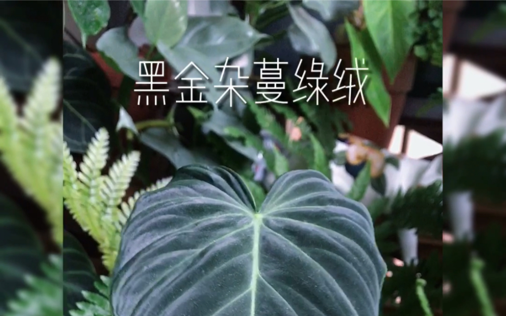 活動作品xin的綠植園黑金雜蔓綠絨