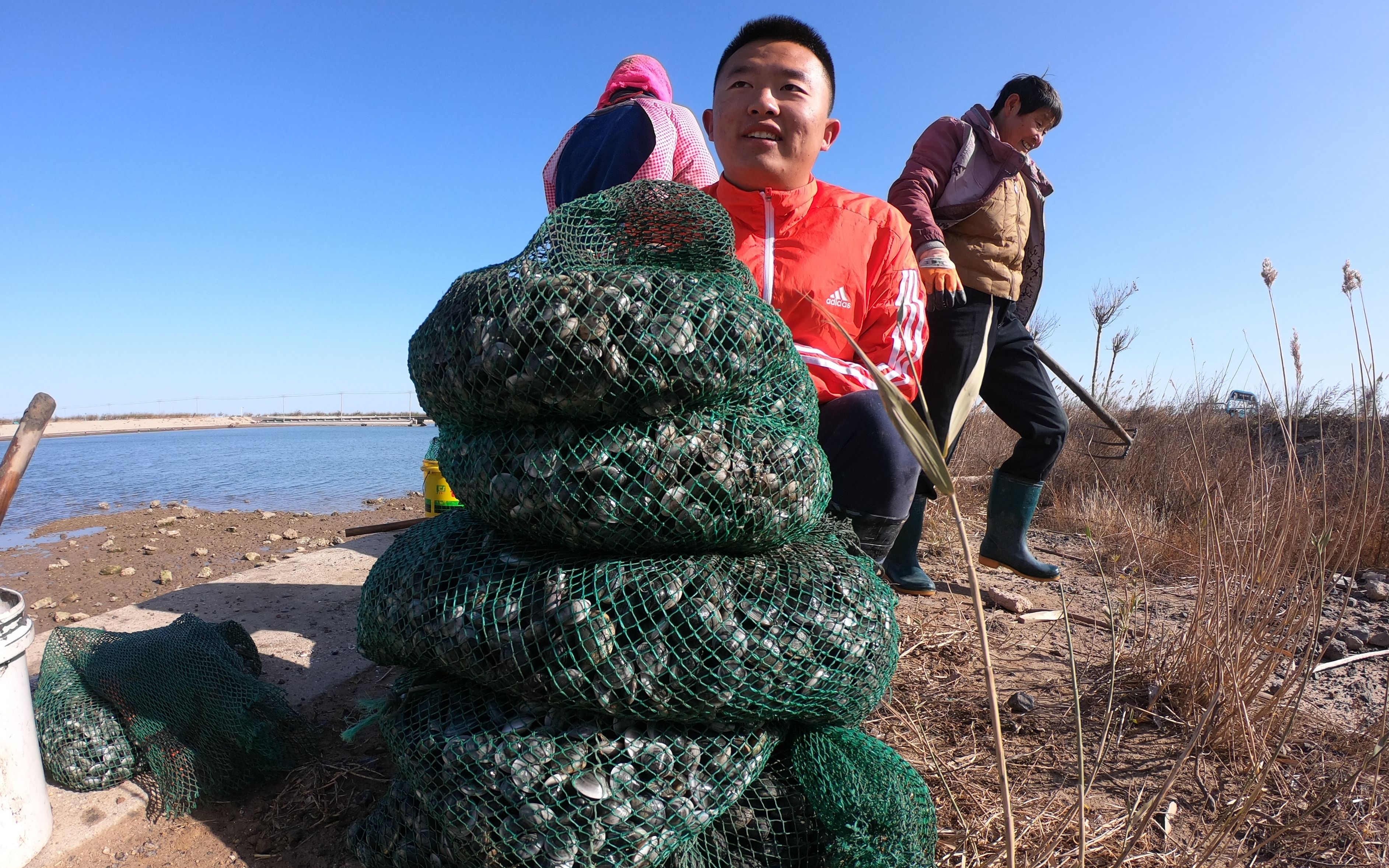 二蛋赶海收获近千斤蛤蜊,一天能卖几千块,预计今年冬天挣七八万_哔哩