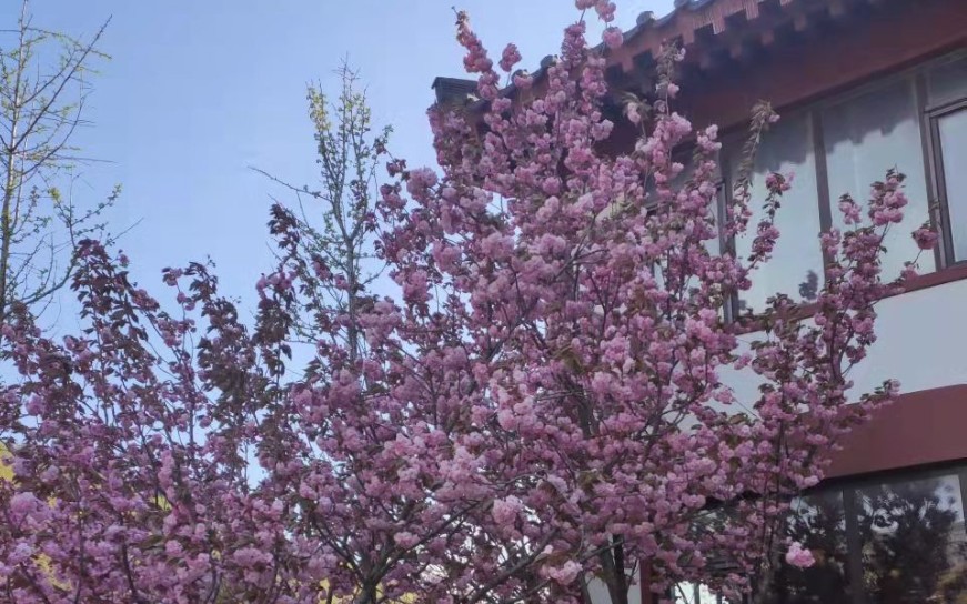 横山寺一日游哔哩哔哩bilibili