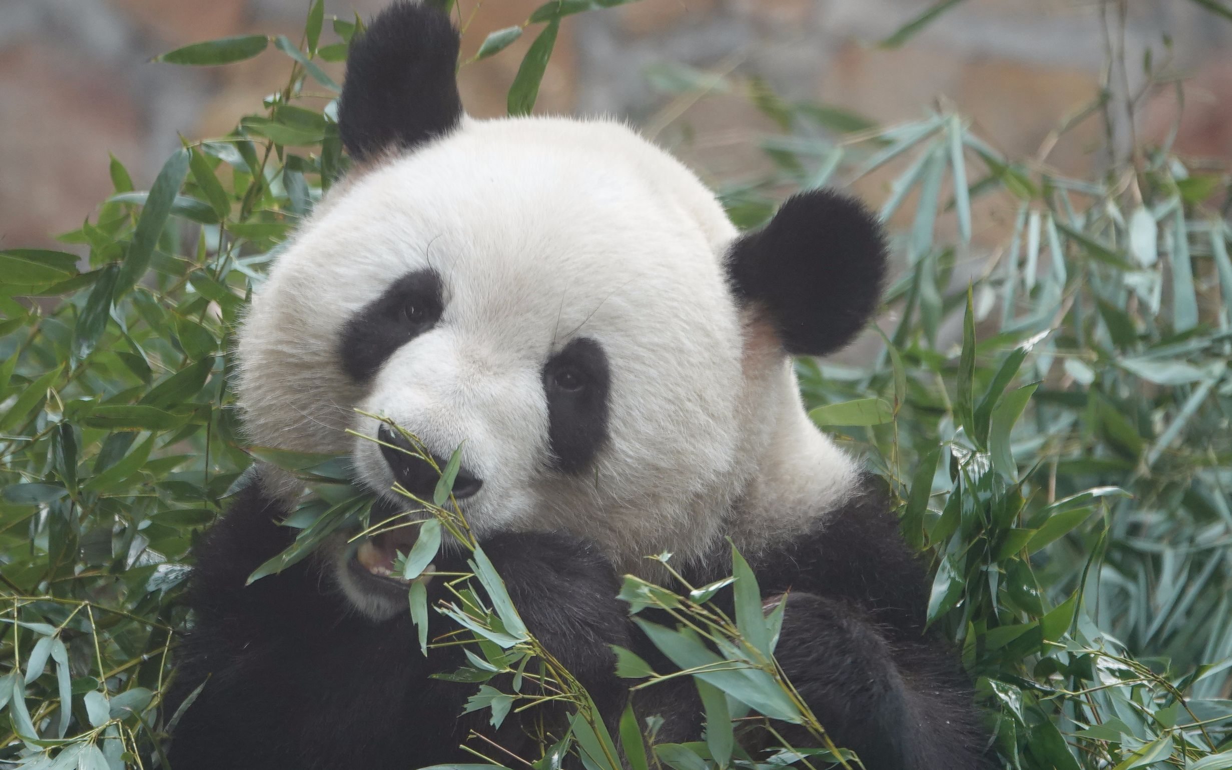 【大熊猫】萌兰用嘴叼竹过来背着吃~_哔哩哔哩_bilibili