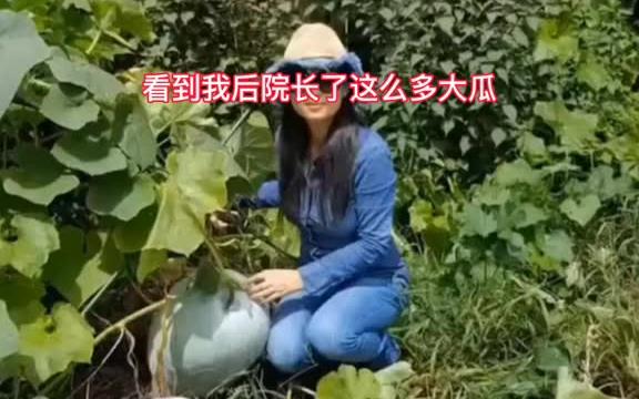 [图]在美国你只要种上一颗冬瓜就会引起全村人的注意，我后院种的冬瓜成了我们村里热景点，老美邻居还用我家冬瓜打赌