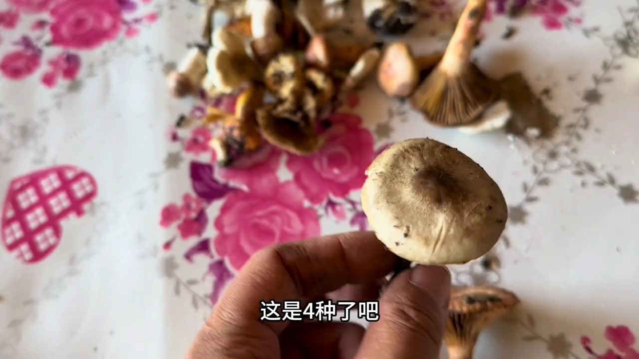 东北立秋采蘑菇,发现蘑菇圈8种蘑菇,小伙直呼资源太好了!哔哩哔哩bilibili