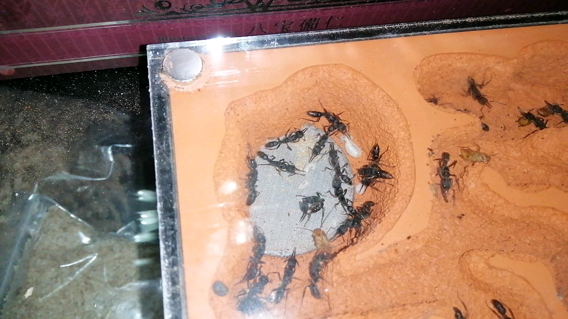 猎镰猛蚁工蚁产卵