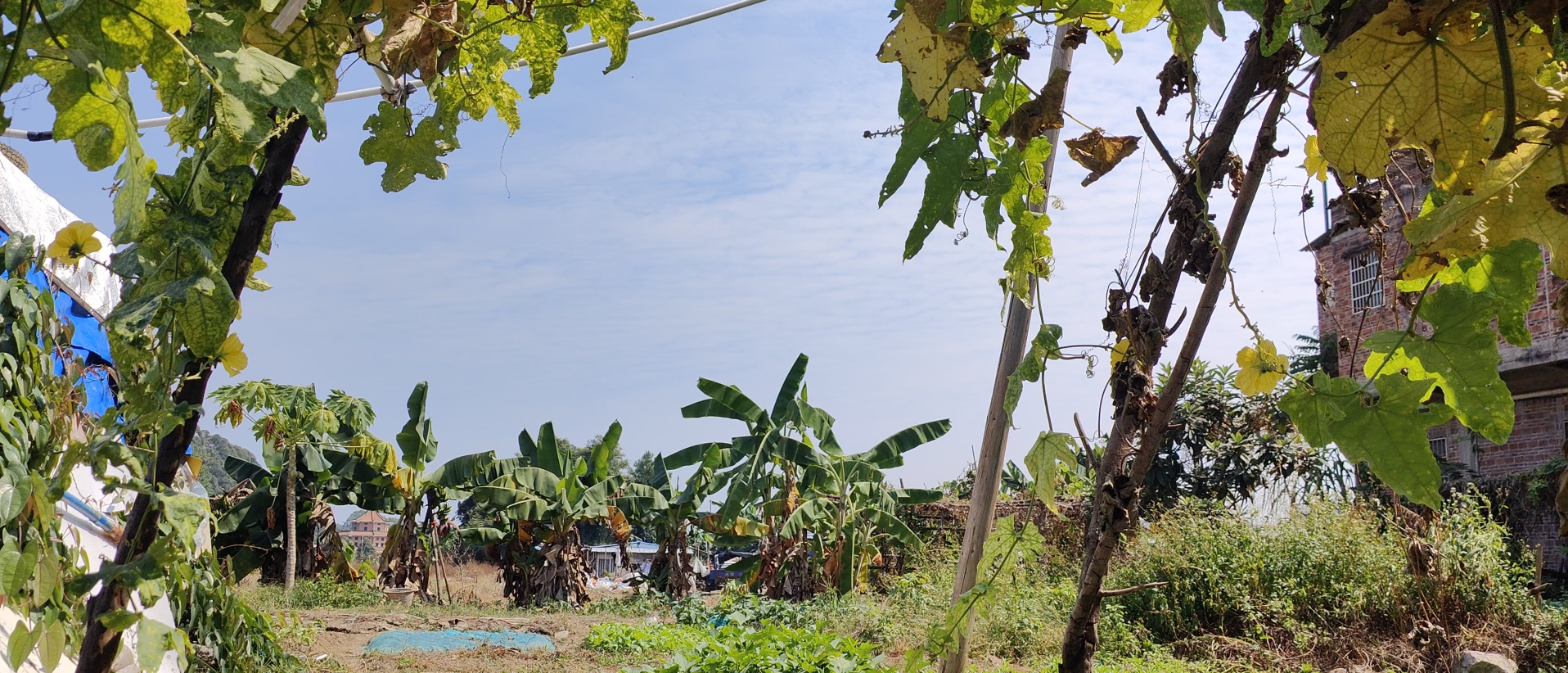 在农村的菜瓜棚里乘凉