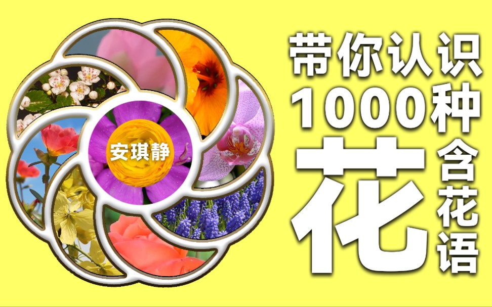 认识1000种花第2集|这些花你都认识吗?带你认识10种花,了解每种花的花语.哔哩哔哩bilibili