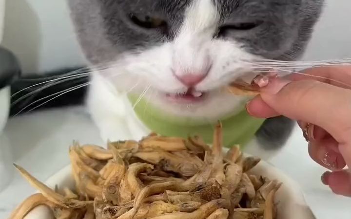 就这香香小鱼干,猫咪吃着磨牙又解馋萌宠好物养猫必备!