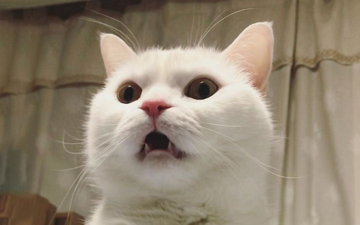 宇宙震惊猫猫表情包图片