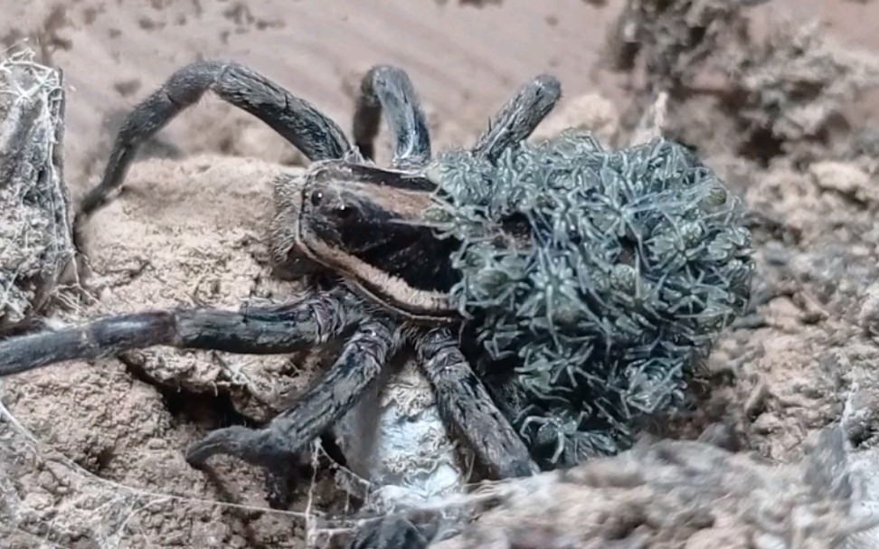 铃木狼蛛卵囊孵化 《狼蛛的故事 四——轮回》