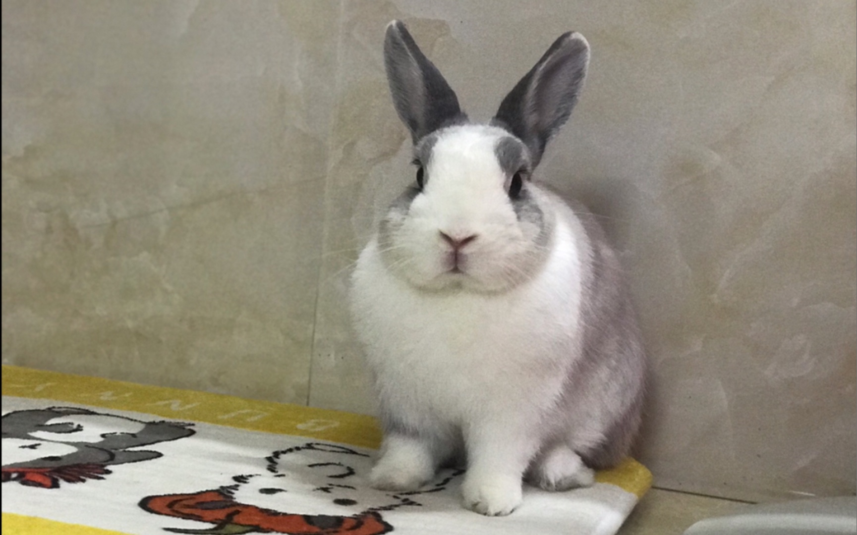 【兔星球】这姿势很欠rua