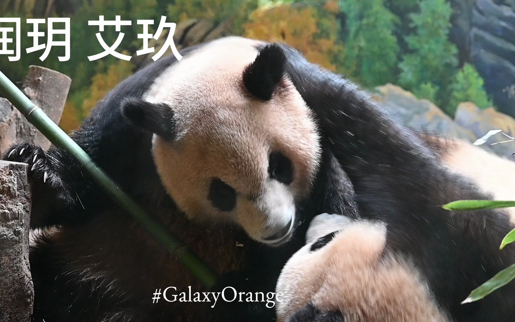 【大熊猫润玥,艾玖】230427 一开始是竹竿保卫战 贴贴4分钟之后已无熊