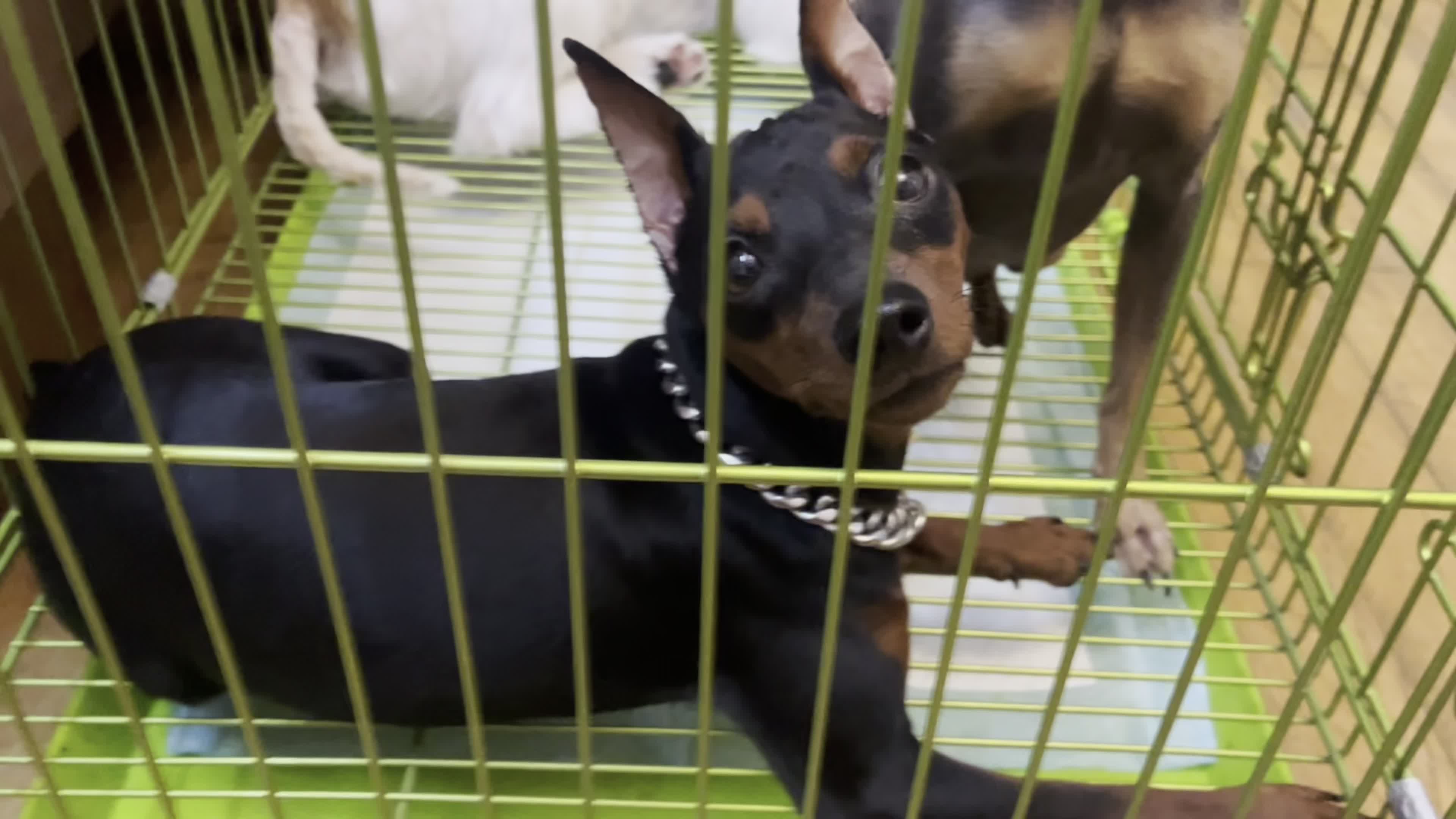 日常发呆的小懒蛋小黑子迷你宾莎