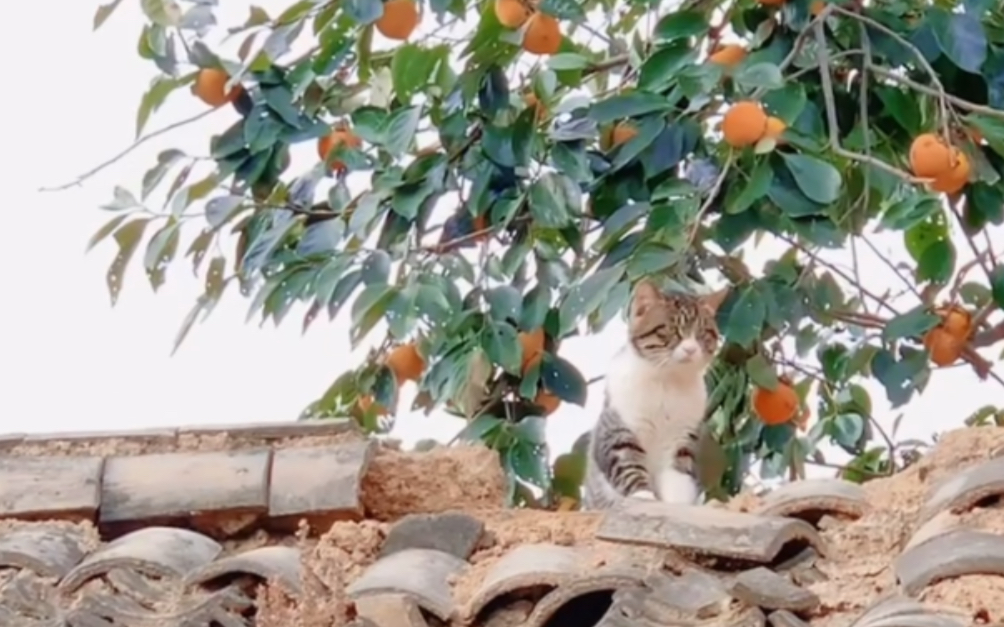 [图]喂猫的一天，爷爷的猫上了屋顶，我喊一声都探出头来，可爱的样子