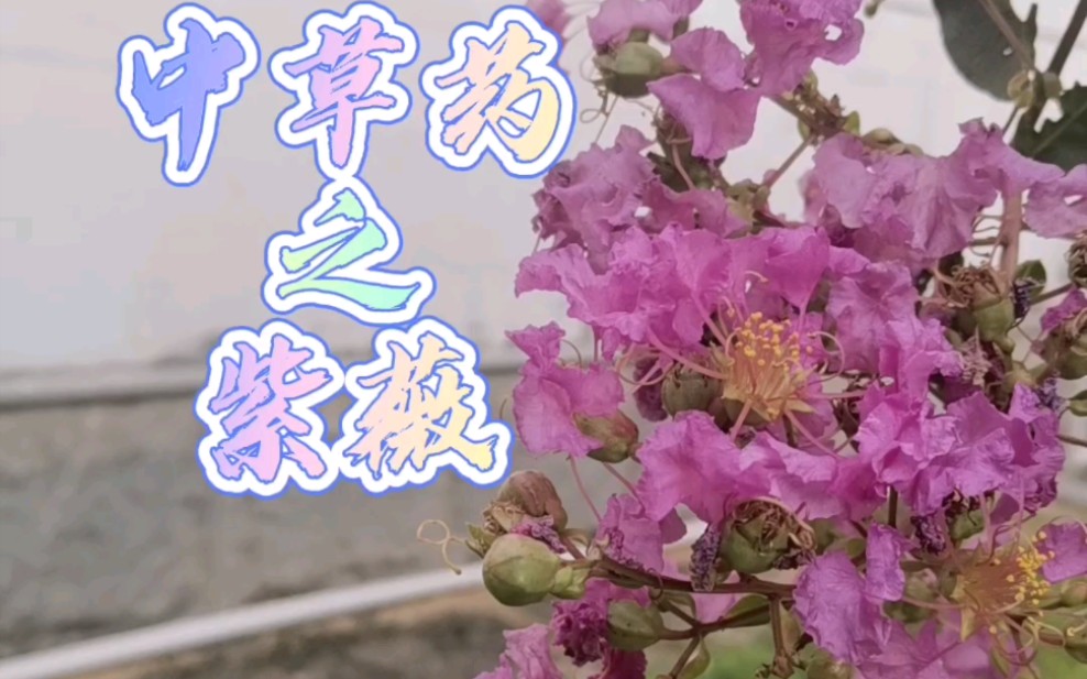 中草药之紫薇#中草药 #紫薇 #痒痒树 因功效无法直接展示,感兴趣看