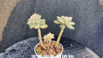 猪的多肉 秋丽多肉植物 哔哩哔哩 Bilibili