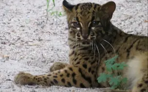 Télécharger la video: 新西伯利亞動物園去年參觀繁殖的雲貓寶寶公開展示了！！！