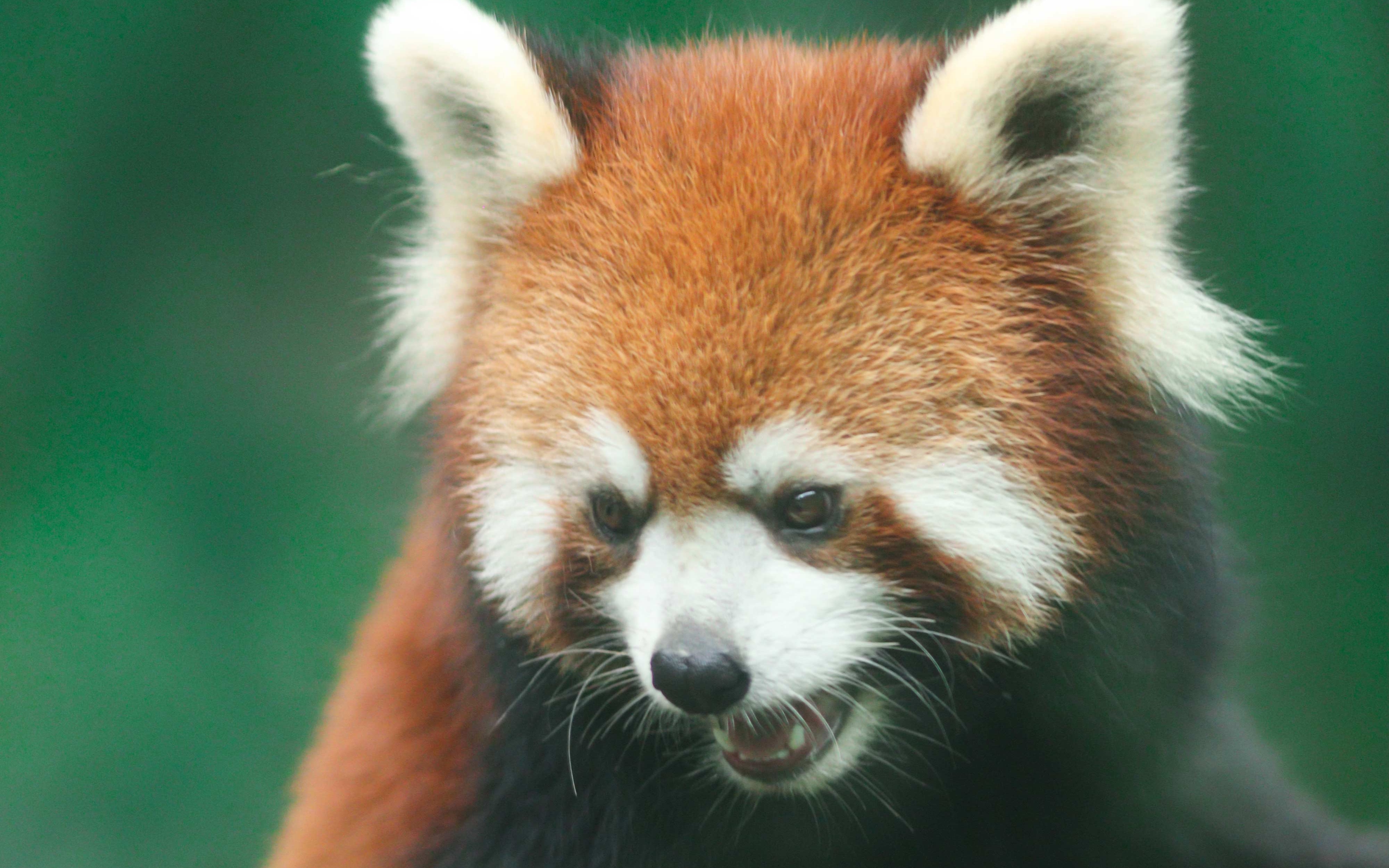 【小熊猫】超级乖的小小能 真希望可以一直不要长大