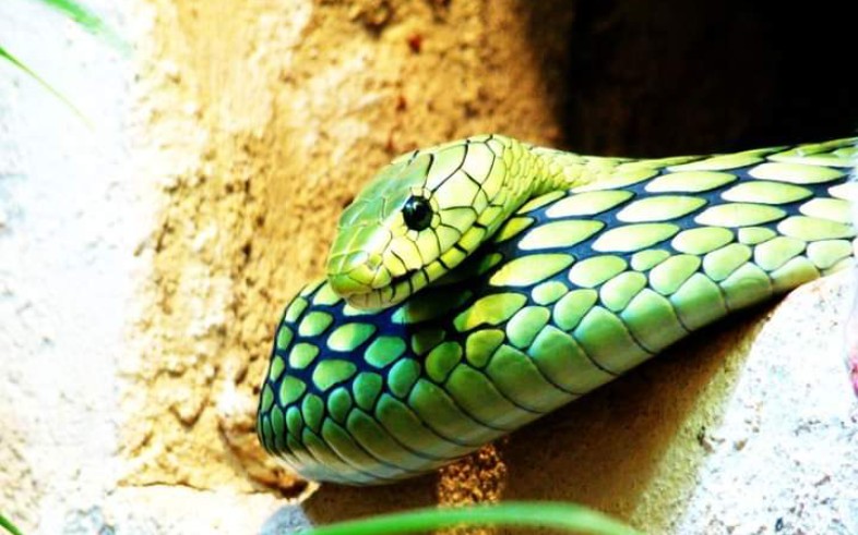 【非洲代表毒物 】— 曼巴蛇属_哔哩哔哩 (゜-゜)つロ 干杯~-bilibili