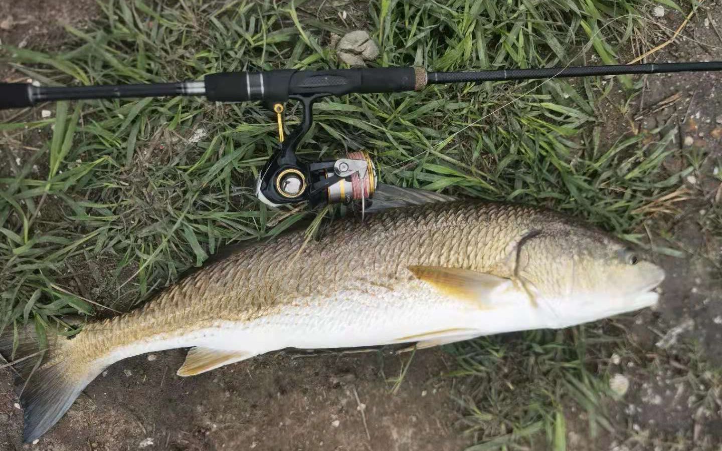 23 钓场狂拉十斤大红古是怎样体验?_哔哩哔哩_bilibili