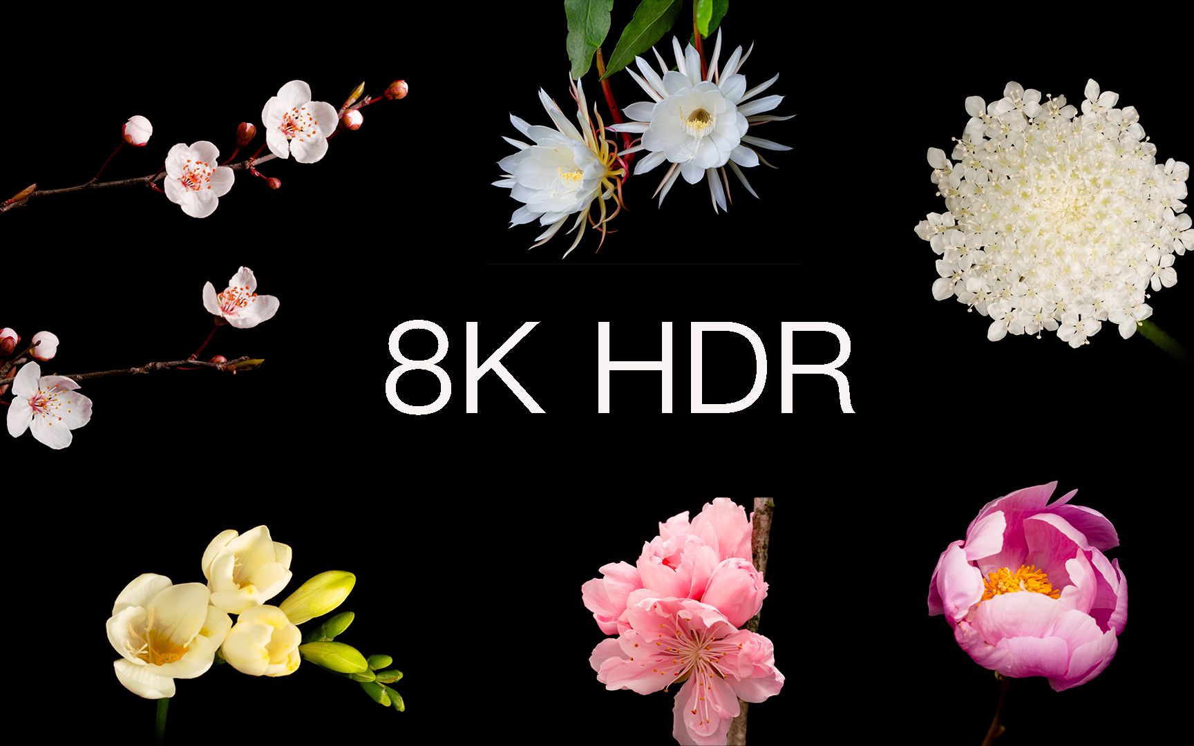 [图]【8K·HDR】调亮屏幕，前方画面引起极度舒适！「生命的绽放」重制版