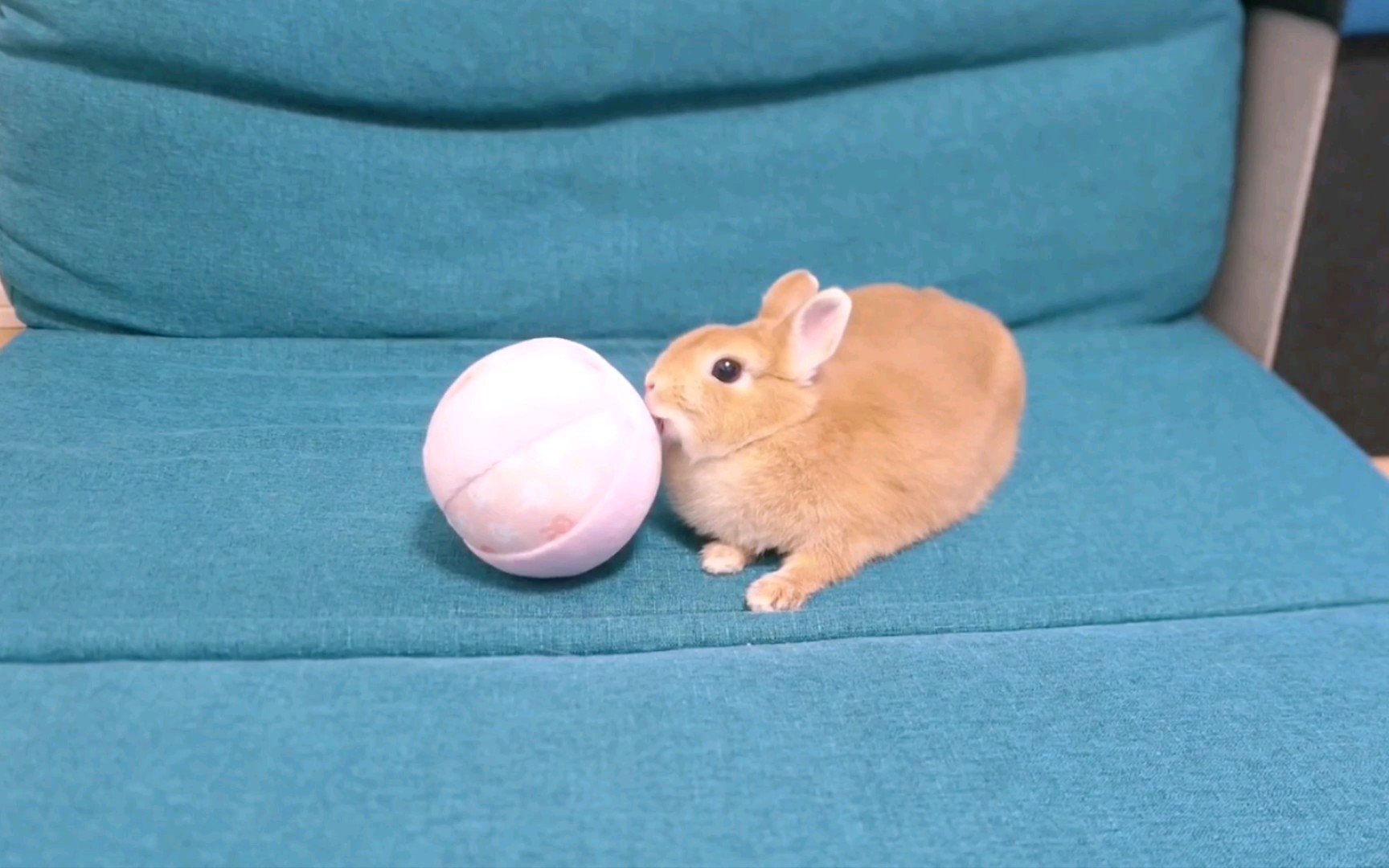 兔子玩球动作有点辣眼睛