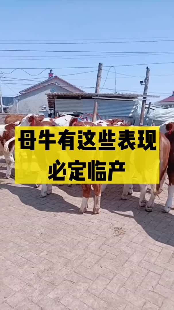 母牛临产表现