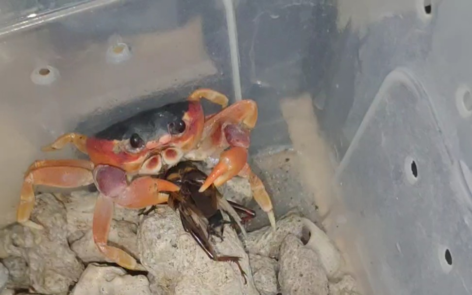 侧身地蟹捕食蟋蟀