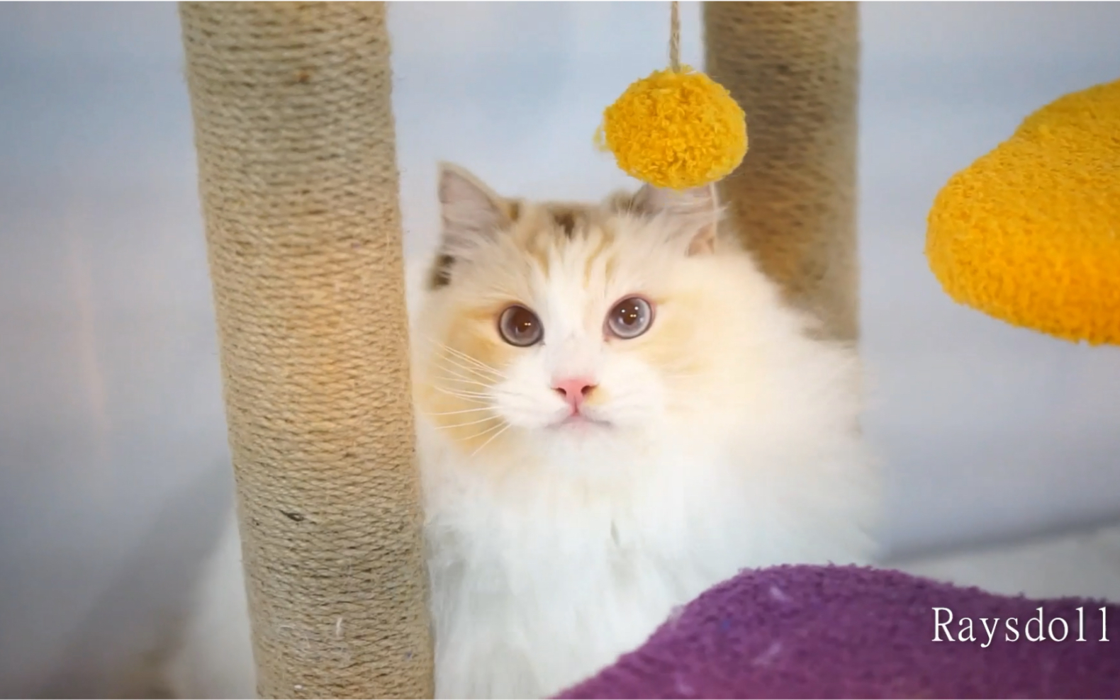 【布偶猫】三花玳瑁