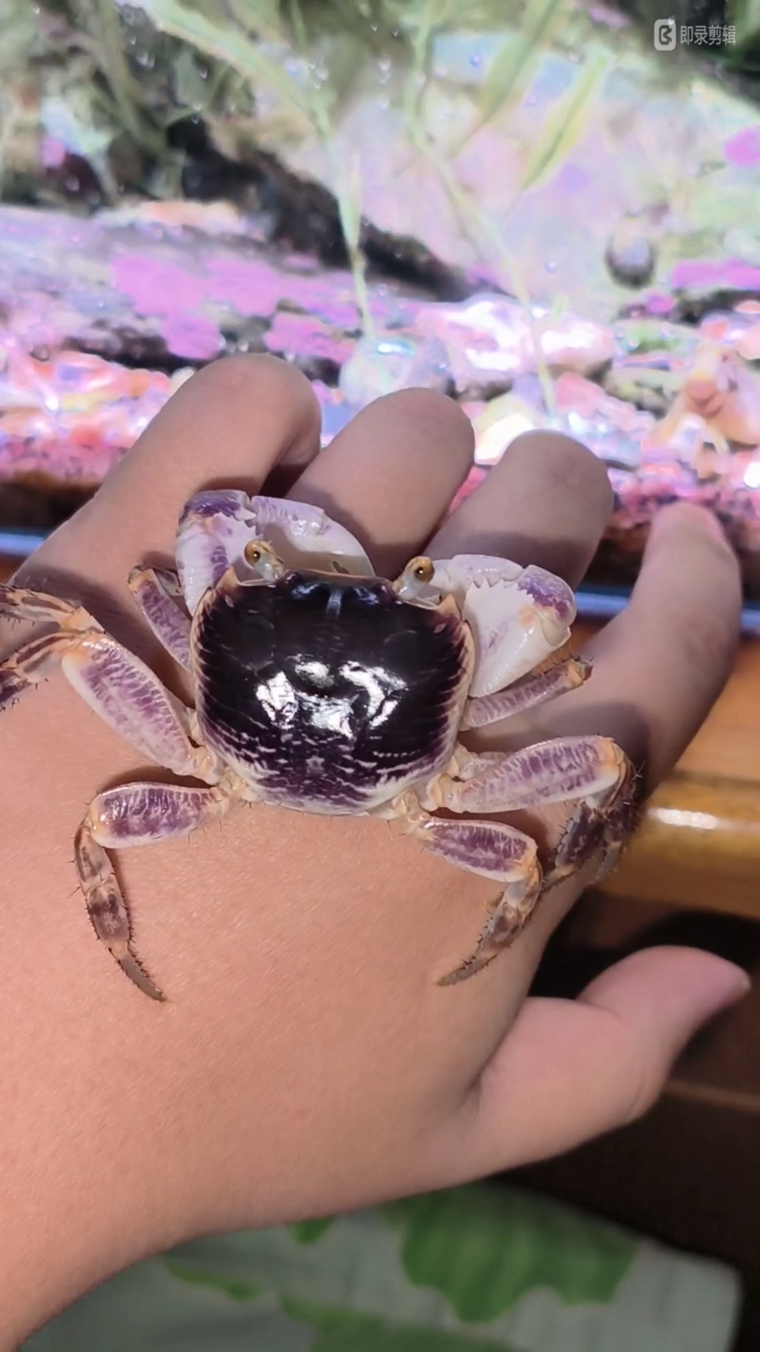 活跃的格雷陆方蟹