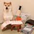 [柴犬Daifuku的日常]开学了，但是宝宝不想学习╭(╯^╰)╮