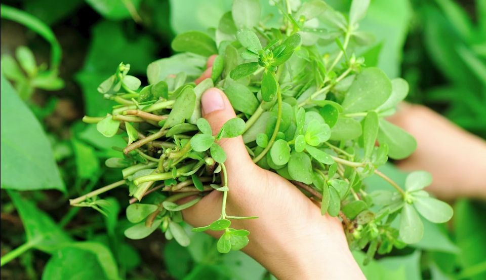 皮肤状况,可以用马齿苋救急